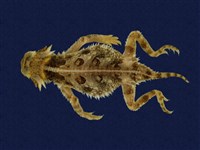 藏品(德州角蜥蜴)的圖片